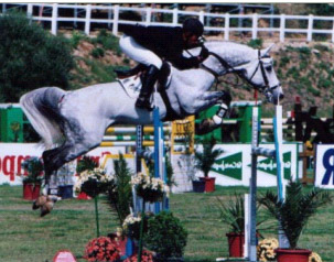 Breeds Of Horse For Showjumping